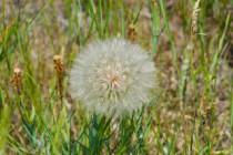 Mom Blogs: Writing in the Weeds