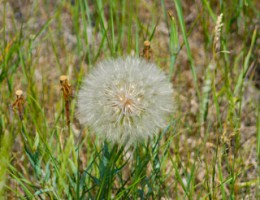Mom Blogs: Writing in the Weeds