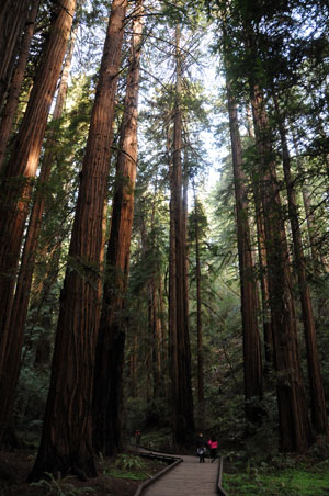 Muir Woods National Monument, named in Muir’s honor, continues to be a testament to his relevance in society today, inspiring others in a spirit of conservation to create a positive lasting impact on the natural world.
