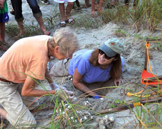 Mary Alice and other members of the Island Turtle Team do all they can to protect the nesting sites of sea turtles on the Isle of Palms and Sullivan's Island, barrier islands near Charleston, South Carolina. Here, Mary Alice (kneeling wearing blue shirt) and other volunteers are preparing to move a nest of loggerhead sea turtle eggs to higher ground for safety. Photo by Barb Bergwerf.