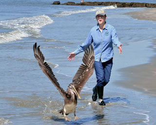 Mary Alice has an interest in all kinds of coastal wildlife. In October 2016, she helped to rescue this juvenile female pelican, which was struggling to find food in her natural habitat on the coast of South Carolina. Mary Alice took the bird to receive care and rehabilitation at the Center for Birds of Prey at the Avian Conservation Center in Awendaw, South Carolina. At the end of March 2017, Mary Alice was invited by the Center for Birds of Prey to participate in the release of the young pelican she had rescued.. Although the bird walked out toward the water with Mary Alice and spread its wings, the pelican did not want to fly away that day. "I fear she is habituated to humans and won’t make it in the wild," says Mary Alice. "Without a flock to support her, she’d fail to thrive." The bird will be taken to a protected environment where she can live with other non-releasable pelicans.